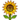 sunflower.png